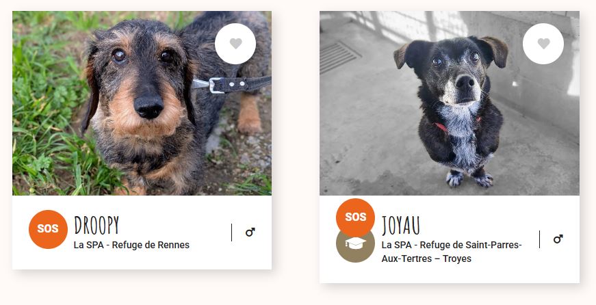 Sos teckel à adopter 1 adopter un teckel spa le-teckel.fr