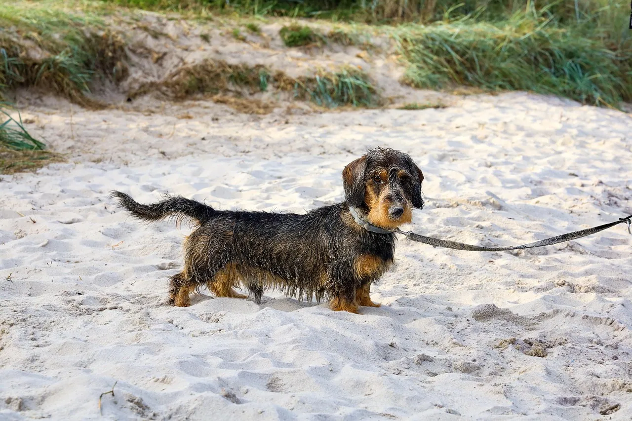 dworakfoto dachshund 6555136 1280 le-teckel.fr