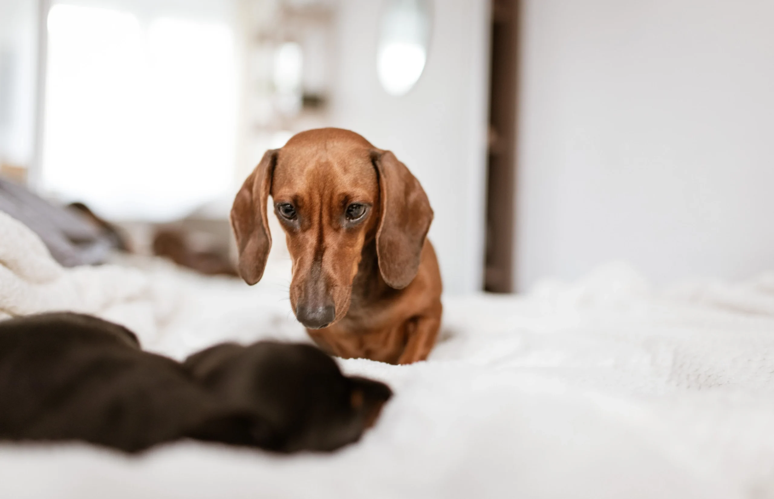 Chiots ou adultes