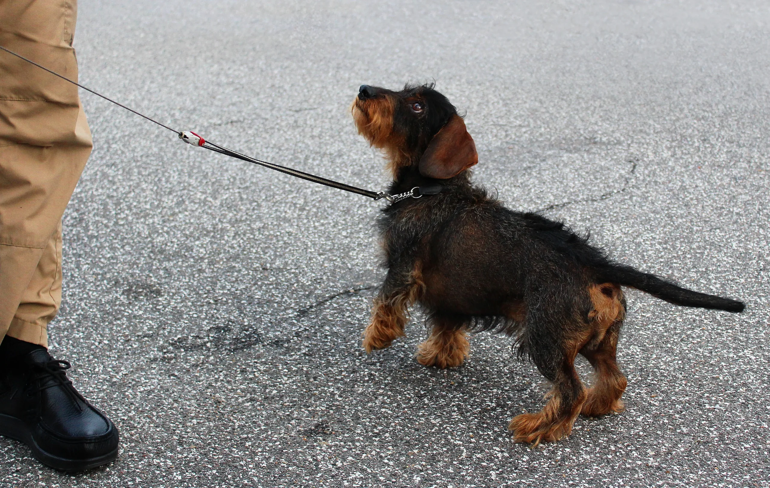 Promener un teckel