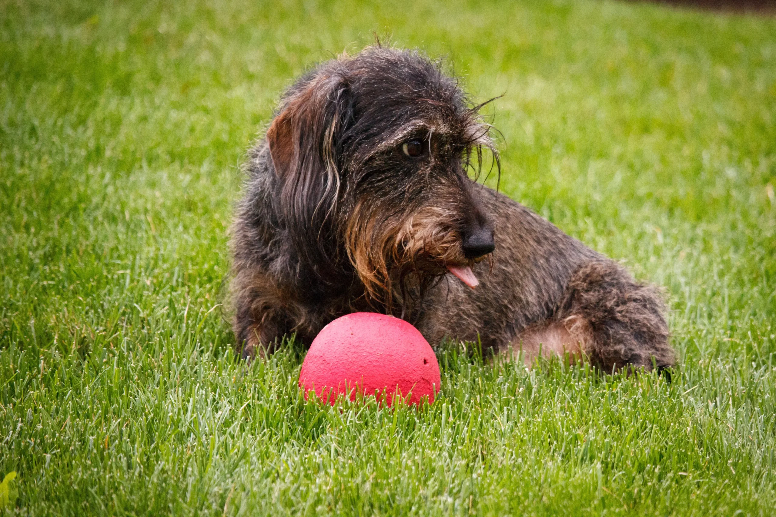 teckel Kaninchen