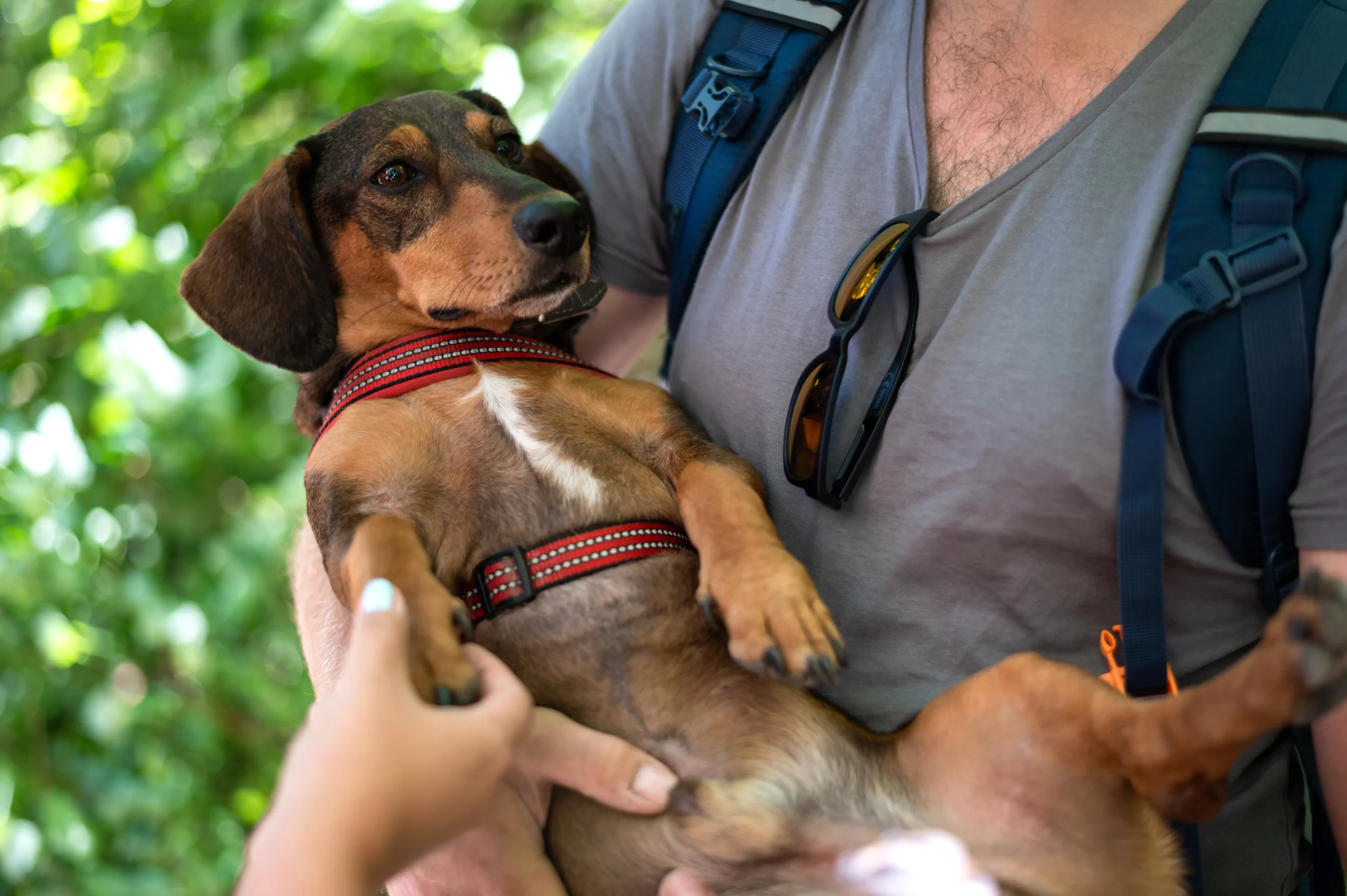 adopter un teckel